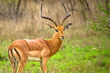 Naklejka na ściany i meble Impala, Aepyceros melampus melampus, Kruger National Park, South Africa, Africa