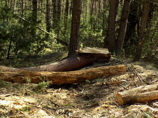 Trees after the storm were sawn into logs.