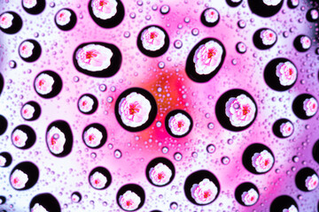 Spring pattern or texture of water drops on glass with purple, rose and lilac flower on black...