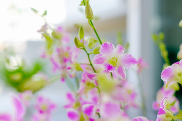 Pink Phalaenopsis or Moth dendrobium Orchid flower in winter or spring day tropical garden Floral...