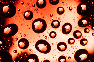 Spring pattern or texture of water drops on glass with red or pink rose flower on black background refracted in them