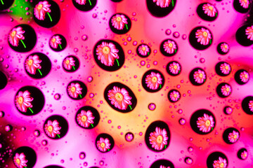 Spring pattern or texture of water drops on glass with purple, rose, lilac and yellow flower on black background refracted in them