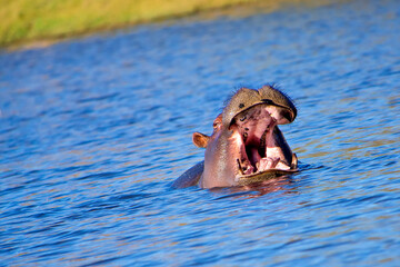 Hippopotamus, Hippopotamus amphibius, Chobe River, Chobe National Park, Botswana, Africa