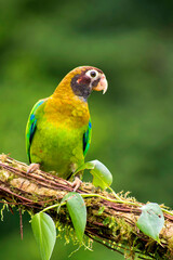 Brown-hooded Parrot, Pionopsitta haematotis, Tropical Rainforest, Costa Rica, Central America, America