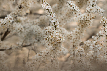 close up of grass