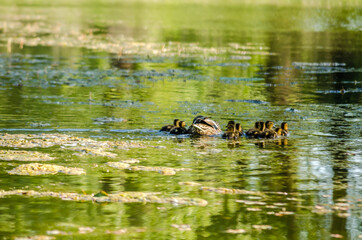 Young duck with ducklings, on a sunny day, on the water of the Danube tributary near Novi Sad, Serbia. 