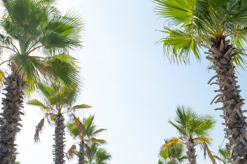 Fototapeta na wymiar Palm trees against a clear blue sky. Text space