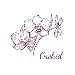 Vector orchid flower for logo in outline style, isolated on white background