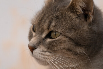 portrait of a cat