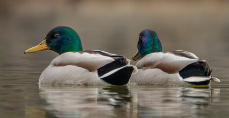 Two male wild ducks with bright plumage on the water