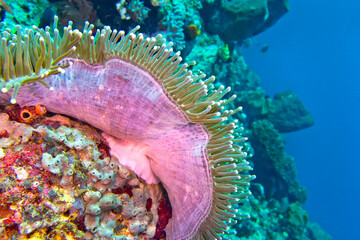 Magnificent Sea anemone, Ritteri anemone, Heteractis magnifica, Lembeh, North Sulawesi, Indonesia,...