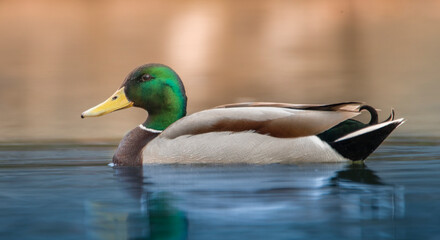 Male wild duck with bright plumage on the water