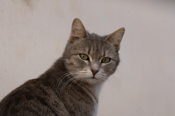 portrait of a cat with eyes