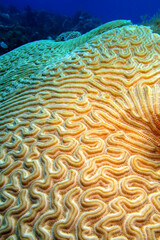 Naklejka na ściany i meble Brain Coral, Coral Reef, Caribbean Sea, Playa Giron, Cuba, America