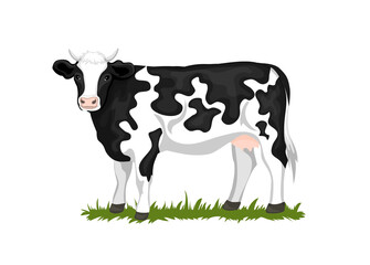 Holstein Black and white patched coated cow, isolated vector illustration