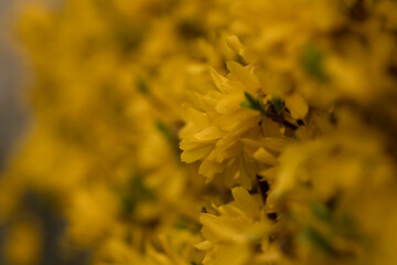 bee on yellow flower