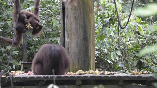 Orangutans from Sabah in Malaysian Borneo during feeding time