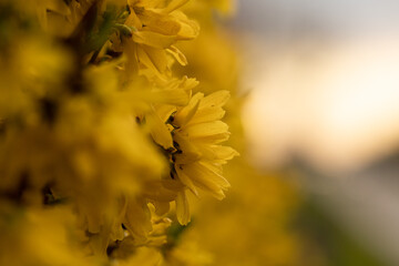 close up of flowers