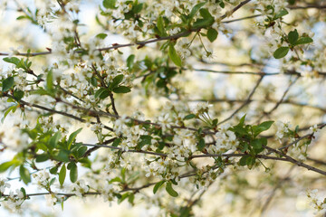 Beautiful  blooming cherry tree, white flowers on background sky