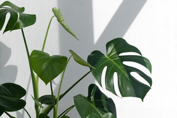 Beautiful monstera deliciosa or Swiss cheese plant in the sun against the background of a white wall. Selective focus - obrazy, fototapety, plakaty