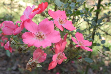 Naturaleza_plantas_flores_rosa