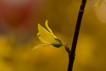 yellow tulip flower