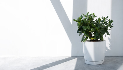 Beautiful Crassula ovata, Jade Plant,Money Plant, succulent plant in the sun on the background to a brick white wall. Home decor and gardening concept. Banner