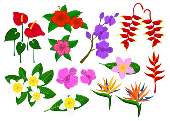 Tropical exotic flowers set with frangipani, bird of paradise, anthurium, orchid, hibiskus, heliconia © VecTerrain