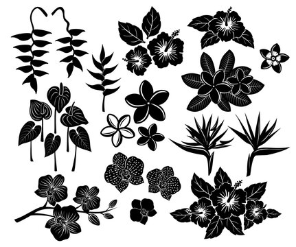 Tropical exotic flowers silhouette set with frangipani, bird of paradise, anthurium, orchid, hibiskus, heliconia
