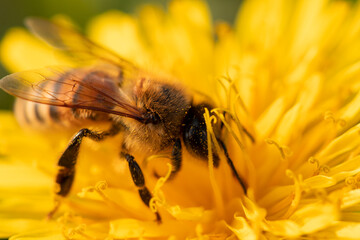 bee on yellow flower