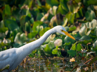 great white heron