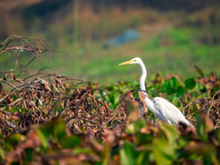 great white heron in nature