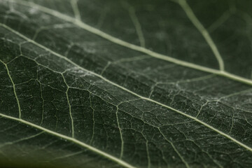 a leaf close up. 