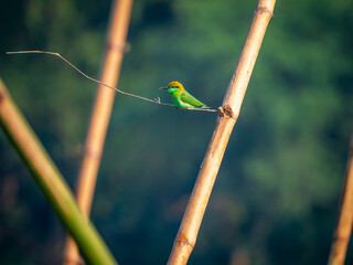 A green bee eater in nature