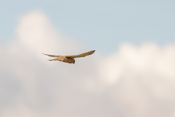 Close-up of Kestrel bird of prey hovers against a beautiful blue sky with white clouds an, hunting for prey