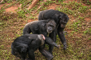 chimpanzee