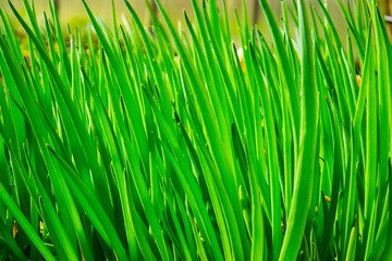 Scallions Or Green Onions, Spring Onions, Or Salad Onions. Young Spring Green Leaf Leaves Growing In Vegetable Garden. Healthy Vegetable.