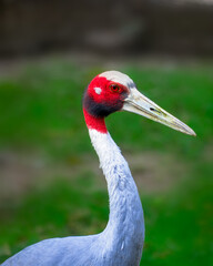 Fototapeta premium close up of a crane