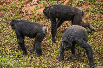 chimpanzee