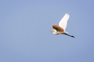 flying egret in the sky