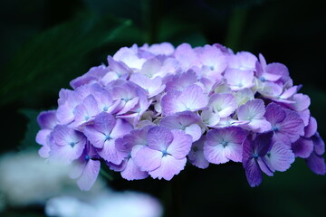 紫あじさい