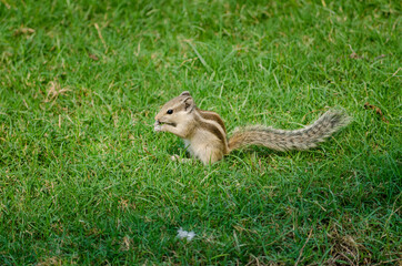 squirrel on the grass