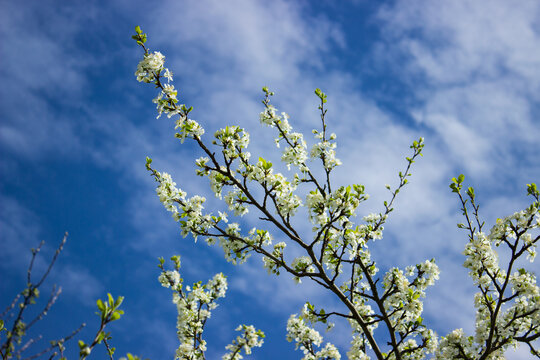 White blossom of sour cherry kriek trees in springtime in farm orchards, Betuwe, Netherlands in sunny day