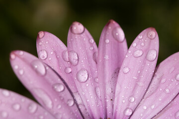 pink flower with drops