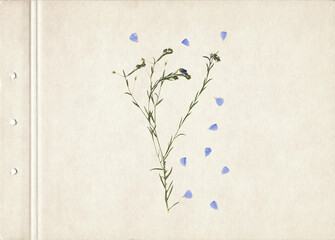 Pressed and dried herbs. Scanned image. Vintage herbarium background on old paper. Composition of the grass with blue flowers on a cardboard.	