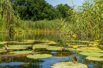 Obraz na płótnie Canvas Water lilies on the surface of the water 