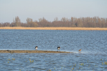 Two oystercatchers and a little redshank on a sandbank in the water
