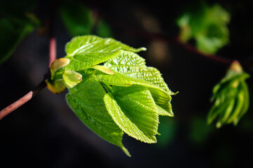 Young fresh juicy linden leaves in sunlight isolated on black