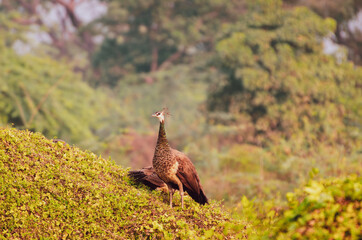A peacock in the wild