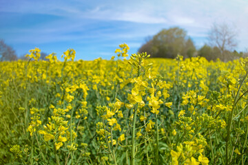 Obraz premium rapeseed field